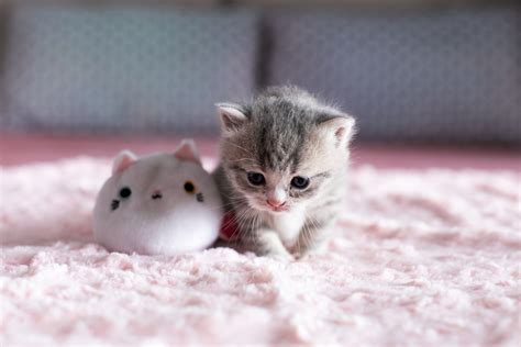 Kittens Wallpaper