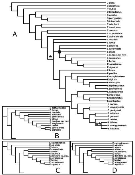 A Phylogenetic Hypotheses Of Eusarcus Species The Alternative