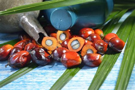 Afrikaanse Oliepalm Elaeis Guineensis Stock Foto Image Of Gewas