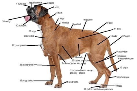 Anatomia psa opis wszystkich narządów i układów występujących u psa