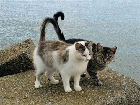 Two Cats On Rocky Cliff