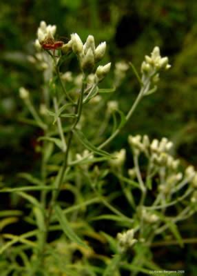 Rabbit Tobacco Herb Use, Legend and Herbal Lore, Gnaphalium obtusifolium