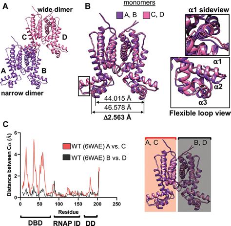 Wild Type Smcr Has Two Dna Binding Domain Conformations A The