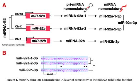 Mirna Complete Nomenclature A Layer Of Complexity In The Mirna Field