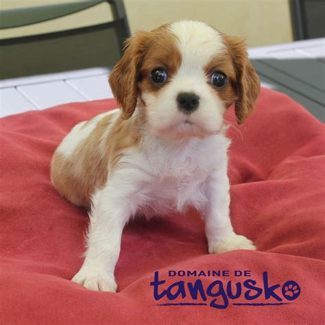 Domaine De Tangusko Levage De Cavaliers King Charles En Vend E