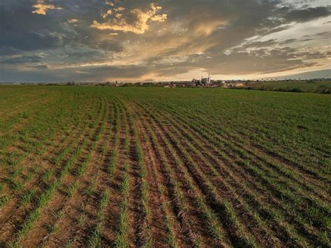 Premium Photo Sugar Cane Plantation Farm Sunset Usine In Background