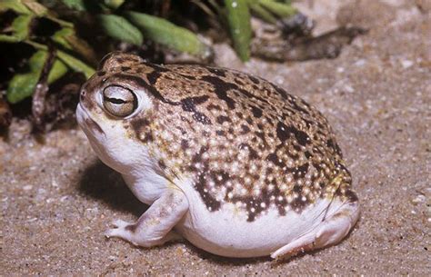 Desert Rain Frog 101: Physical Characteristics, Habitat, Behavior, and Conservation Status