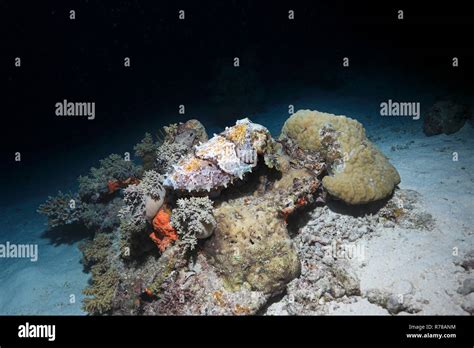 Broadclub Cuttlefish Sepia Latimanus Camouflaged Underwater In The