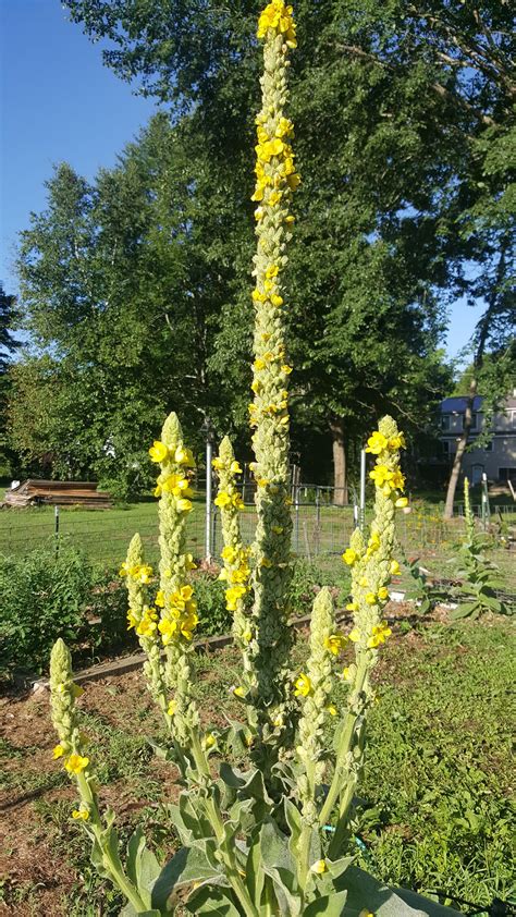 Befriending Plants Magnificent Mullein