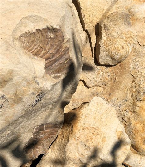 Ancient Ocean Fossils Discovered In City Of Plano North Dallas Gazette