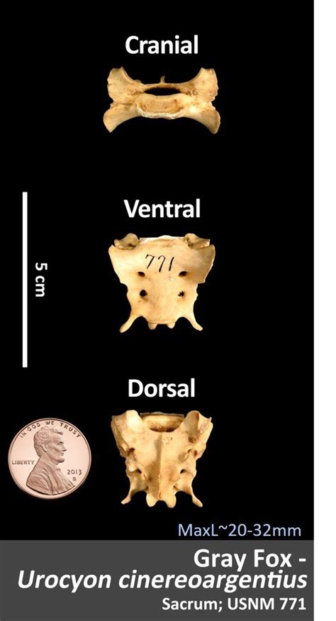 Gray Fox Sacrum OsteoID Bone Identification