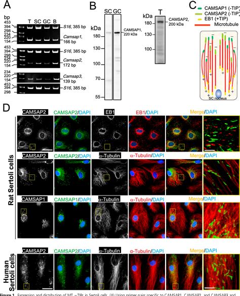 Figure From Camsap Is A Microtubule Minus End Targeting Protein That