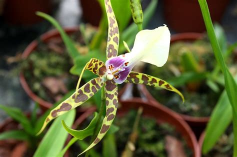 Orchidée Araignée Latelier Des Fleurs