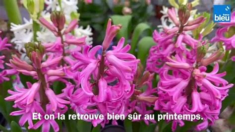 Roland Motte jardinier la jacinthe une bulbeuse printanière très