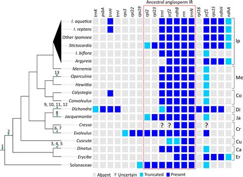 Frontiers Plastid Phylogenomics And Plastome Evolution In The Morning