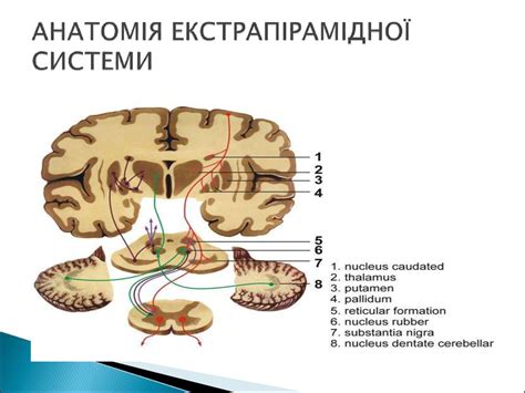Мозочок та екстрапірамідна система. Синдром паркінсонізму - презентация ...