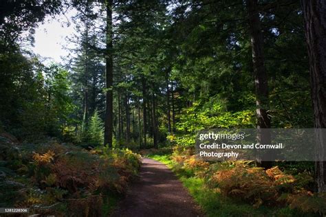 Dartmoor Woodland In The Autumn Foto De Stock Getty Images