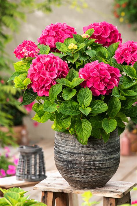 Hortensja Ogrodowa Hot Red Hydrangea Macrophylla Krzewy Li Ciaste F J Florini Pl