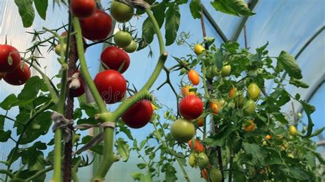 Tomates Maduros Rojos En Un Arbusto En Un Invernadero Almacen De Video