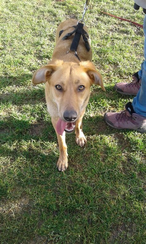 Hunde Im Heim Stand Tierschutz Schw Bisch Hall Michelfeld