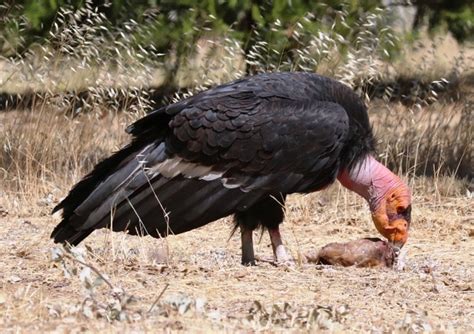 Pen In Hand California Condors In The Tehachapi Mountains Seen Here