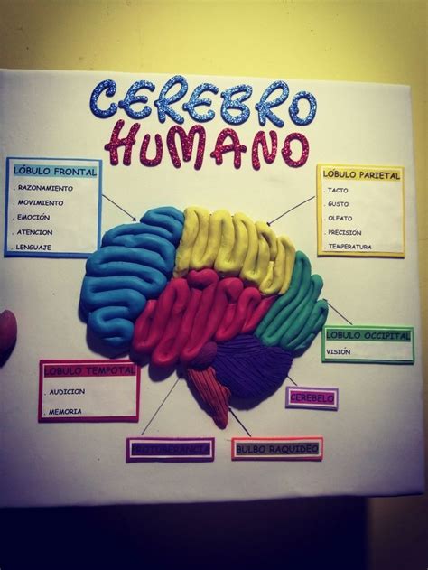 Maqueta Del Cerebro Humano Maqueta Del Cerebro Maquetas Cerebro