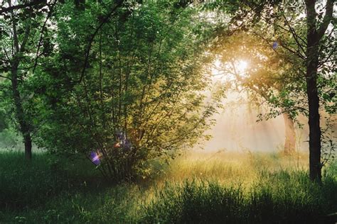 Paisagem verde ensolarada. cenário da natureza da manhã na luz solar ...