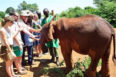 David Sheldrick Elephants Orphanage And Giraffe Center Visit