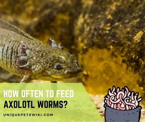 How Often To Feed Axolotl Worms