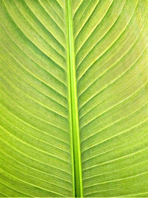 1366x768px Free Download Hd Wallpaper Plants Banana Leaf Texture