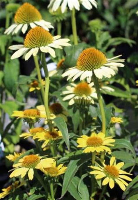 Echinacea Butterfly Cleopatra Devil Mountain Wholesale Nursery