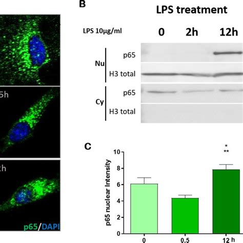 Translocation Of The P Subunit Of Nf Kb To The Nucleus Of U Mg Cells