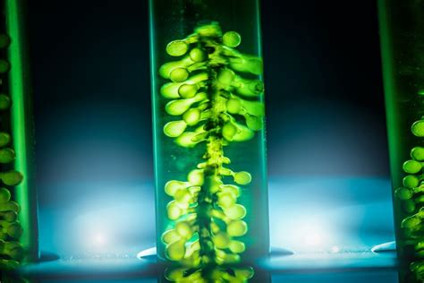 Artificial Intelligence Used To Produce Clean Biofuel With Algae Tech