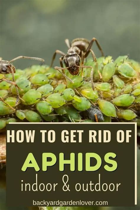 How To Get Rid Of Aphids Naturally In Your Garden And Indoors