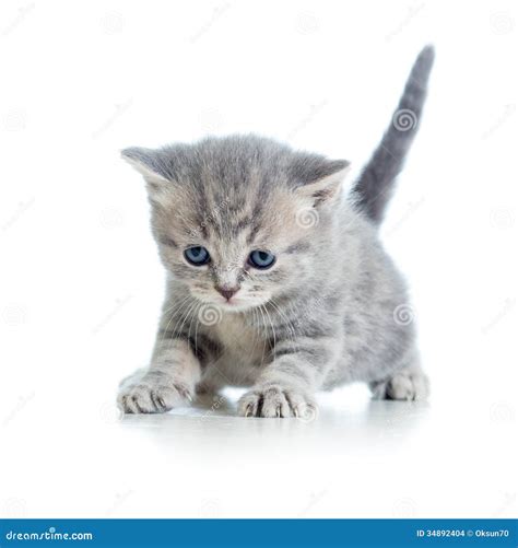 Funny Walking Cat Kitten Stock Images - Image: 34892404