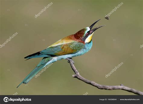 European bee eater catching an insect in air — Stock Photo © voodison #164396644