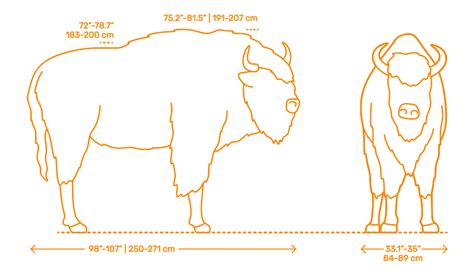 Do Bison Have Odd Number Or Even Number Of Toes Hot Sale