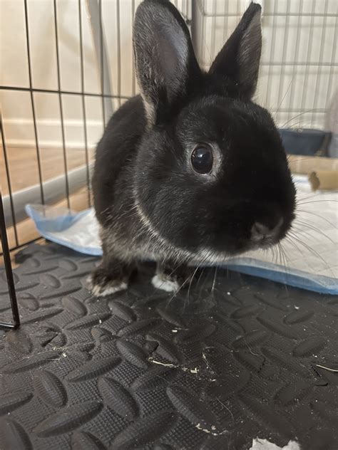 Humphrey Buckeye House Rabbit Society