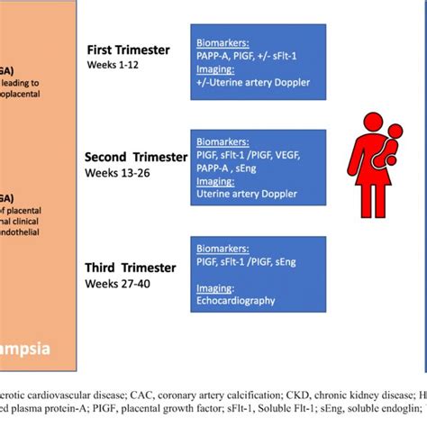 Preeclampsia syndrome: Summary of risk factors, pathogenesis, and key... | Download Scientific ...