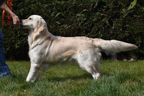 Vendita Cucciolo Golden Retriever Da Allevamento A Torino Cucciolata