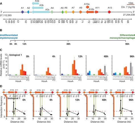 The End Hoxa Gene Expression Fluctuates And Chromatin Conformation