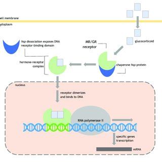 The Structure Of Glucocorticoid And Mineralocorticoid Receptors