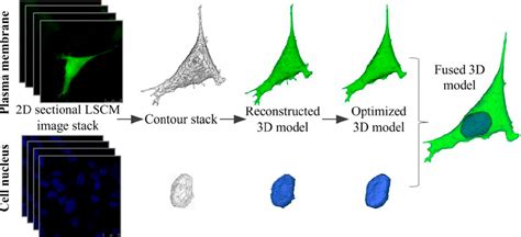 Pdf Characterization Of Biocompatibility Of Functional Bioinks For 3d