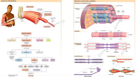 BIOL 273 Muscle System Flashcards Quizlet