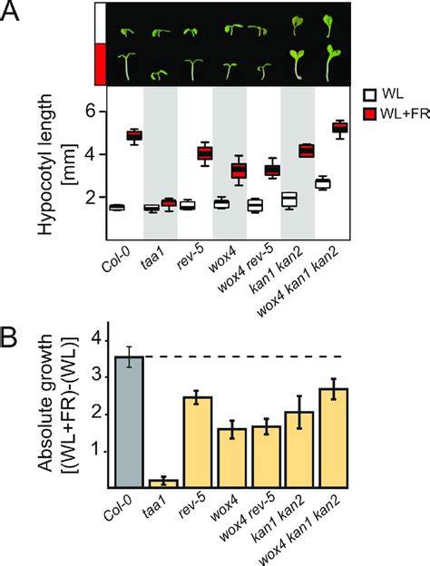 Mutants Affecting Vascular Patterning Show Altered Shade Avoidance