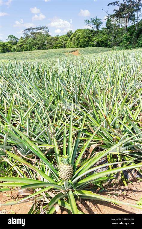 Pineapple plantation, Costa Rica, Central America Stock Photo - Alamy