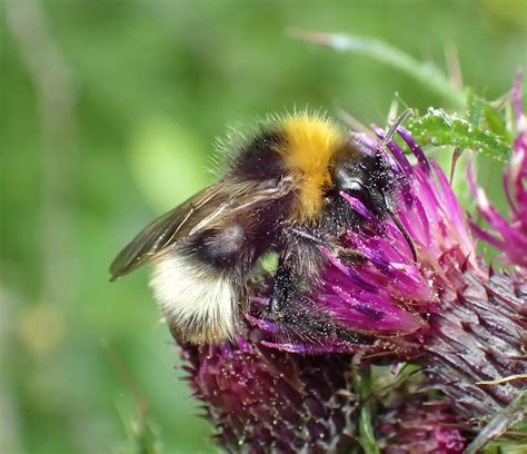 Bombus Sylvestris Male Malham Tarn Yorkshire 2018b Flickr