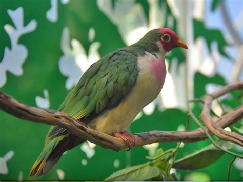 Ramphiculus Jambu Jambu Fruit Dove In Louisville Zoo