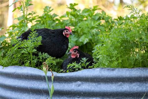 How To Keep Chickens Out Of Your Garden Proven Tips Pet Keen