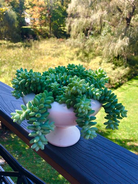 Donkeys Tail Succulent Sedum Morganianum Three Cuttings Etsy